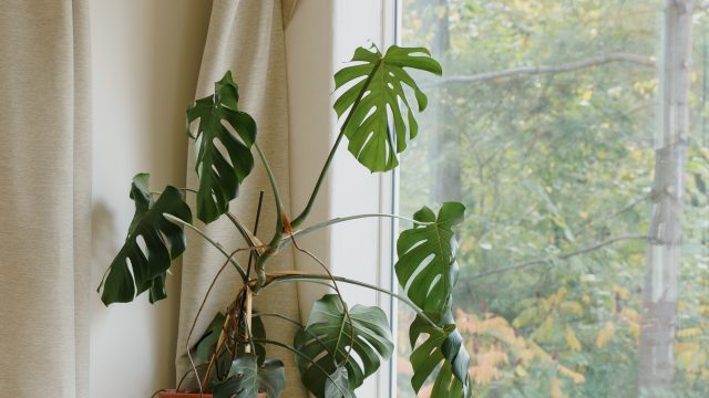 Plante monstera près de la fenêtre du Grand Studio